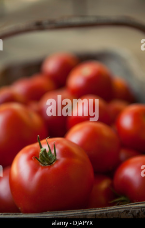 Cesto di appena raccolto pomodori rossi Foto Stock