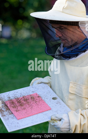 Controllo dell'apicoltore sue colonie di acari della varroa (infestazione da Varroa destructor), Alta Baviera, Baviera, Germania Foto Stock