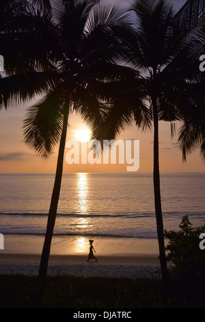 Palme al tramonto, Tokeh Beach, Tokeh, Area occidentale Regione, Sierra Leone Foto Stock