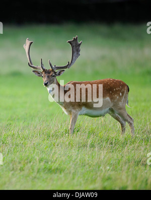 Daini (Dama Dama) con corna di velluto in piedi su un prato, captive, Bassa Sassonia, Germania Foto Stock