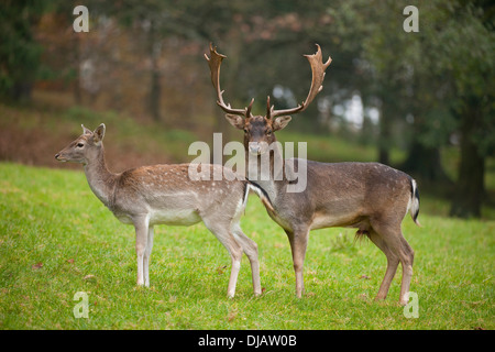 Daini (Dama Dama), buck e il DOE in piedi in un prato, captive, Baviera, Germania Foto Stock