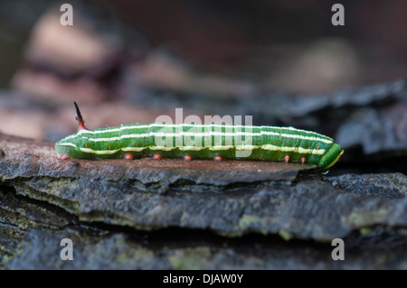 Pino (Hawkmoth Sphinx pinastri), Caterpillar su un tronco di albero, Hesse, Germania Foto Stock