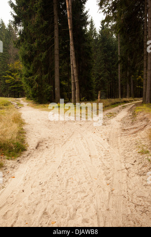 Stretta strada sterrata che conduce a due differenti via lungo gli alberi Foto Stock