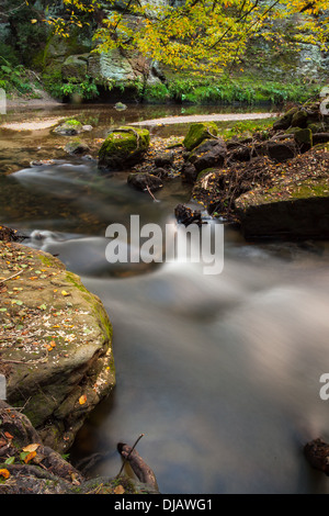 Rapids che scorre lungo la foresta Foto Stock
