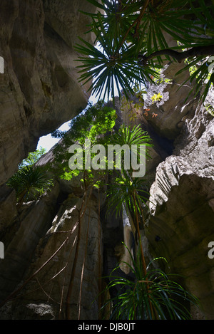 Imponenti formazioni calcaree, Tsingy de Bemaraha National Park, sito Patrimonio Mondiale dell'UNESCO, vicino a Bekopaka, Madagascar Foto Stock