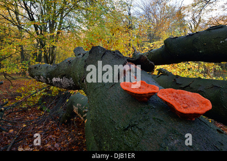 Il cinabro Polypore o rosso (Polypore Pycnoporus cinnabarinus), Bassa Sassonia, Germania Foto Stock