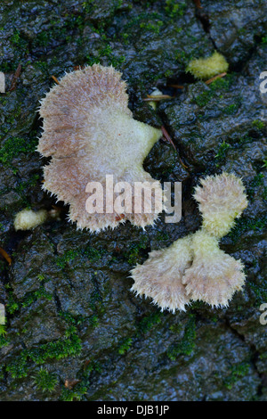 Porecrust comune, Split Gill (Schizophyllum comune), Bassa Sassonia, Germania Foto Stock