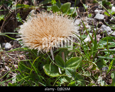 Stemless Carline Thistle (Carlina acaulis), Alpi, Italia Foto Stock