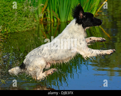 Springer spaniel saltando in acqua Foto Stock