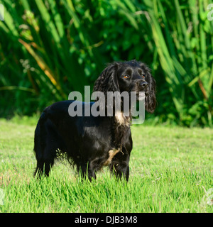 English cocker spaniel in piedi sul campo Foto Stock