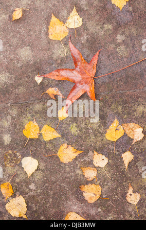 Moist Foglie di autunno su un sentiero Foto Stock