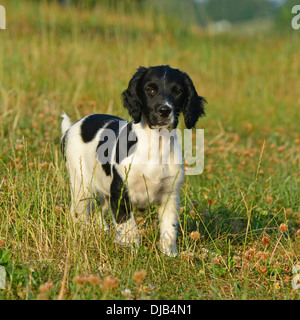 Springer spaniel cucciolo Foto Stock