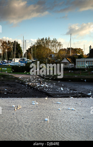 Persone alimentando i cigni presso il River Roach all incrocio di ancoraggio Foto Stock