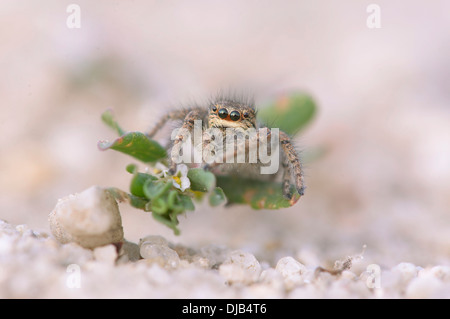 Gli occhi di oro jumping spider (Philaeus chrysops), femmina, Brandeburgo, Germania Foto Stock