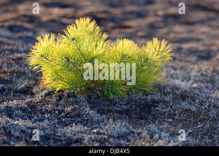 Giovani pine (Pinus sylvestris) sulla brughiera, Brandeburgo, Germania Foto Stock