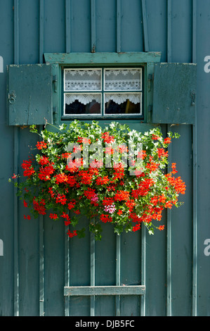 Finestra con persiane e fioriera con gerani (Pelargonium sp.) sulla benzina-colorata capanna in legno, il lago di Starnberg, Starnberg Foto Stock