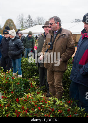 Tenbury Wells, Worcestershire, Regno Unito, 26 novembre 2013. Annuale di vischio NEL REGNO UNITO , agrifoglio albero di Natale e ghirlande di Natale Foto Stock