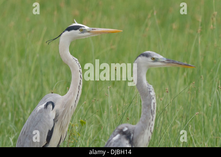 Airone cinerino (Ardea cinerea) Foto Stock