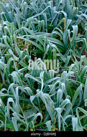 Gelo di mattina presto sui porri in un giardino della cucina in inverno. Devon sud. REGNO UNITO Foto Stock