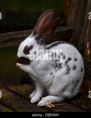 Cioccolato Spot inglese coniglio femmina giovanile Foto Stock