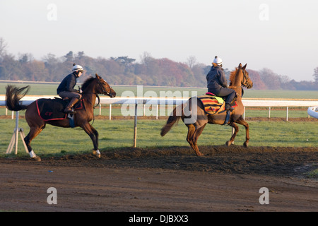 Cavalli sul galoppa a Newmarket Foto Stock