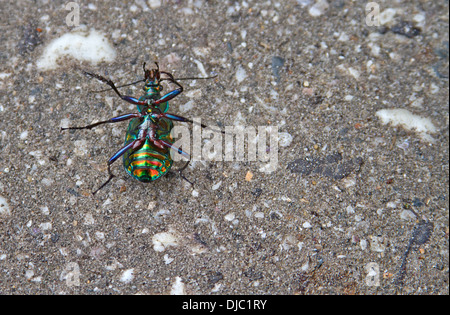 Un capovolto Fiery Searcher Beetle che mostra il suo colorato underbelly iscrizioni Foto Stock