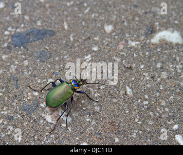 Un colorato, Fiery distintivo searcher beetle chiamato anche il cacciatore di caterpillar vagare attraverso il terreno Foto Stock