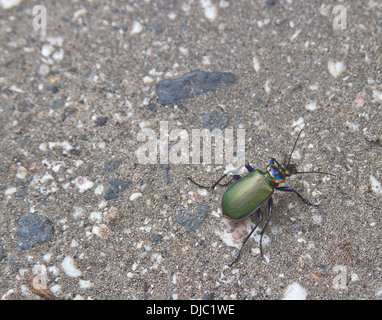 Close up della coloratissima fiery searcher beetle Foto Stock