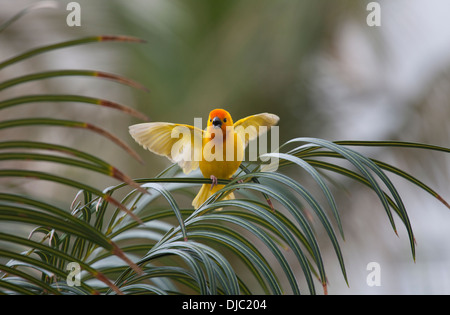 Golden weaver bird Ploceus subaureus maschio di visualizzazione di Mombasa Kenya Foto Stock