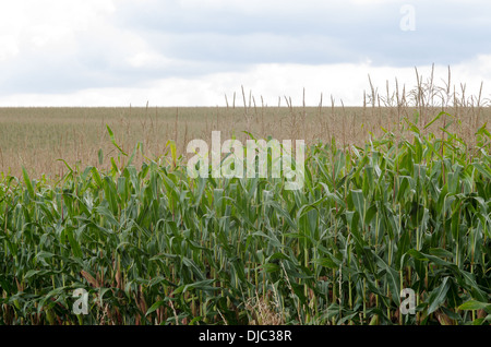 Un campo di grano pronto per la mietitura con cielo molto nuvoloso Foto Stock