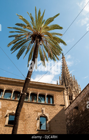 Palm tree, Phoenix dactylifera, Palmera datilera, in Casa de l'Ardiaca, Archivio Storico - storico Arxiu, Barcellona, Spagna Foto Stock