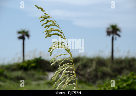 Vegetazione spiaggia su una duna di sabbia Foto Stock