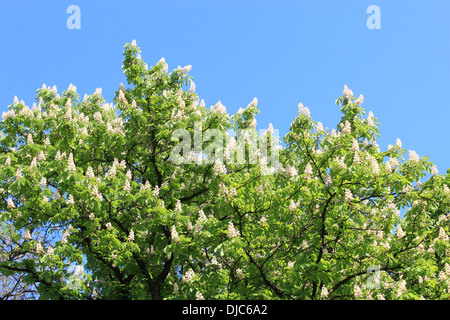 Immagine di crowe della fioritura dei fiori di castagne Foto Stock