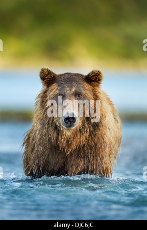 Stati Uniti d'America, Alaska Katmai National Park, costiere l'orso bruno (Ursus arctos) in piedi di salmone che si riproduce il flusso da Kukak Bay Foto Stock