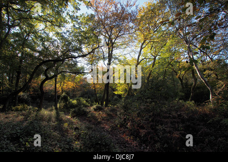 Burnham Beeches Bosco in autunno nel Buckinghamshire, Inghilterra Foto Stock