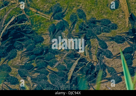 Girini in acqua, Namdapha National Park, Miao, Arunachal Pradesh, India Foto Stock