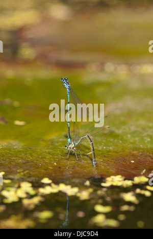 Un emerse di recente grande maschio e femmina damselfly comune la deposizione delle uova sul laghetto di gigli sulla foglia giornata soleggiata con anatra infestante in primo piano Foto Stock