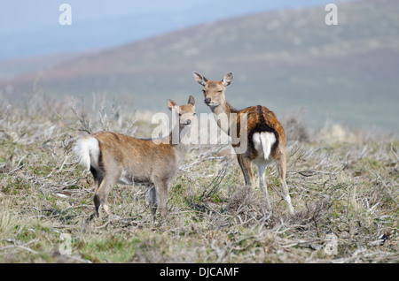 Red Deer in Wicklow, Irlanda Foto Stock