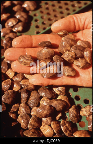 JACK WIEGARDT, PROPRIETARIO DI NORTHWEST OYSTER FARM, INC., cresce CHERRYSTONE vongole ed ostriche da seme in vassoi 186 Foto Stock