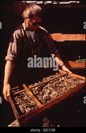 JACK WIEGARDT, PROPRIETARIO DI NORTHWEST OYSTER FARM, INC., cresce CHERRYSTONE vongole ed ostriche da seme in vassoi 190 Foto Stock