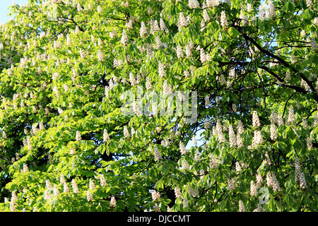 Immagine di crowe della fioritura dei fiori di castagne Foto Stock