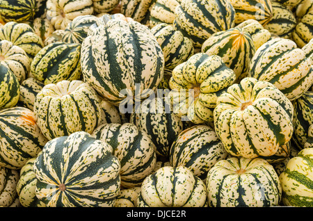 Gnocco dolce zucche invernali in mostra presso il mercato degli agricoltori Foto Stock