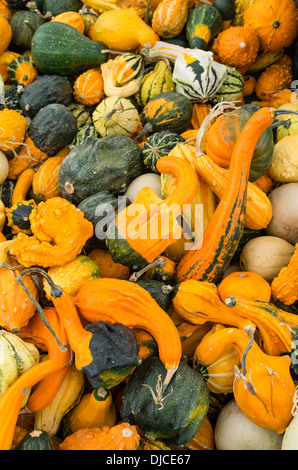 Zucche decorative in mostra presso il mercato degli agricoltori Foto Stock