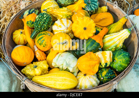 Zucche decorative sul display in una cesta per il mercato degli agricoltori Foto Stock