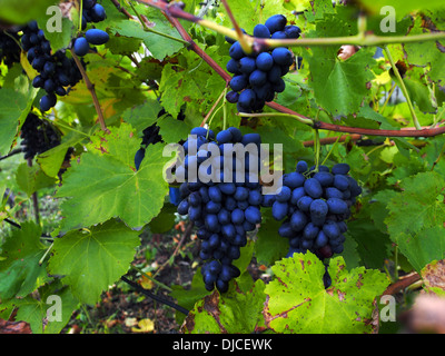 Maturazione grappoli di uva sulla vite Foto Stock