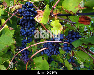 Maturazione grappoli di uva sulla vite Foto Stock