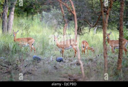 (131127) -- PECHINO, nov. 27, 2013 (Xinhua) -- le antilopi sono visti nel Parco Nazionale di Niokolo-Koba, Senegal, su nov. 15, 2013. Si trova in una ben irrigato area lungo le rive del fiume Gambia, le foreste a galleria e savane del Parco Nazionale di Niokolo-Koba hanno una fauna molto ricca, tra loro Derby elands (più grande delle antilopi), scimpanzé, leoni, leopardi e una grande popolazione di elefanti, così come molti uccelli, rettili e anfibi. (Xinhua/Wu Xiaoling)(bxq) Foto Stock