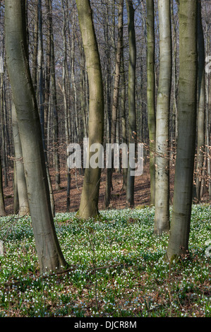 Il simbolo del fiocco di neve di primavera, leucojum vernum, Germania Foto Stock