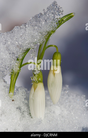 Snowdrops nella neve, galanthus, Germania Foto Stock