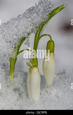 Snowdrops nella neve, galanthus, Germania Foto Stock